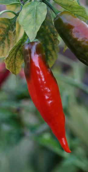 herbs chillis