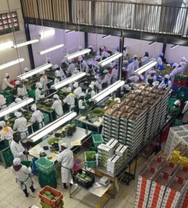 premier veg packhouse edit std